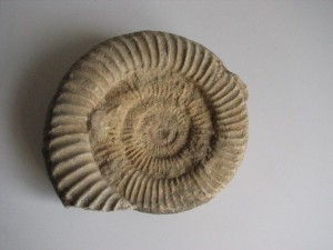 ammonite02